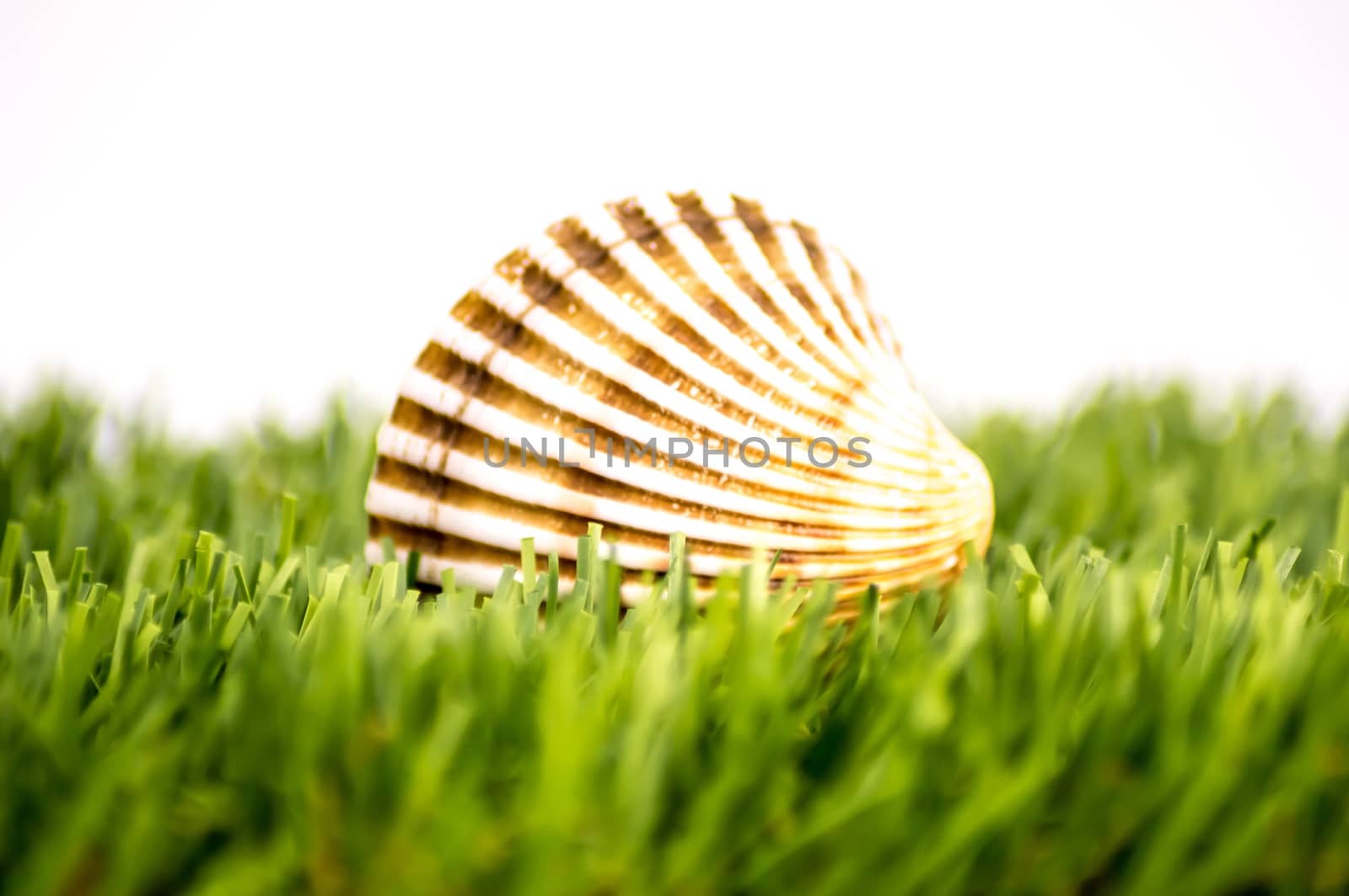 Sea shell on a green lawn and a white background