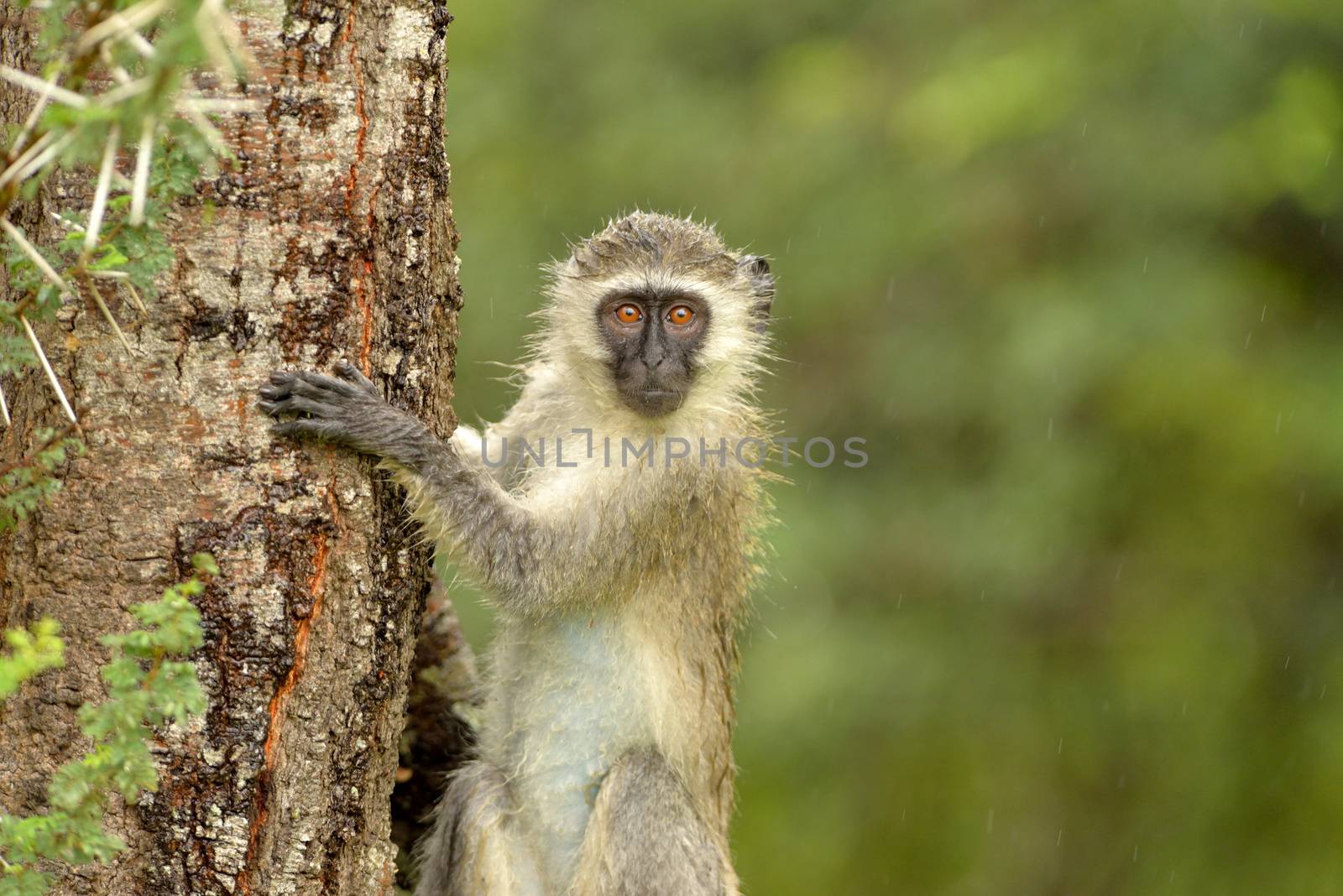 Vervet monkey in the wilderness of Africa