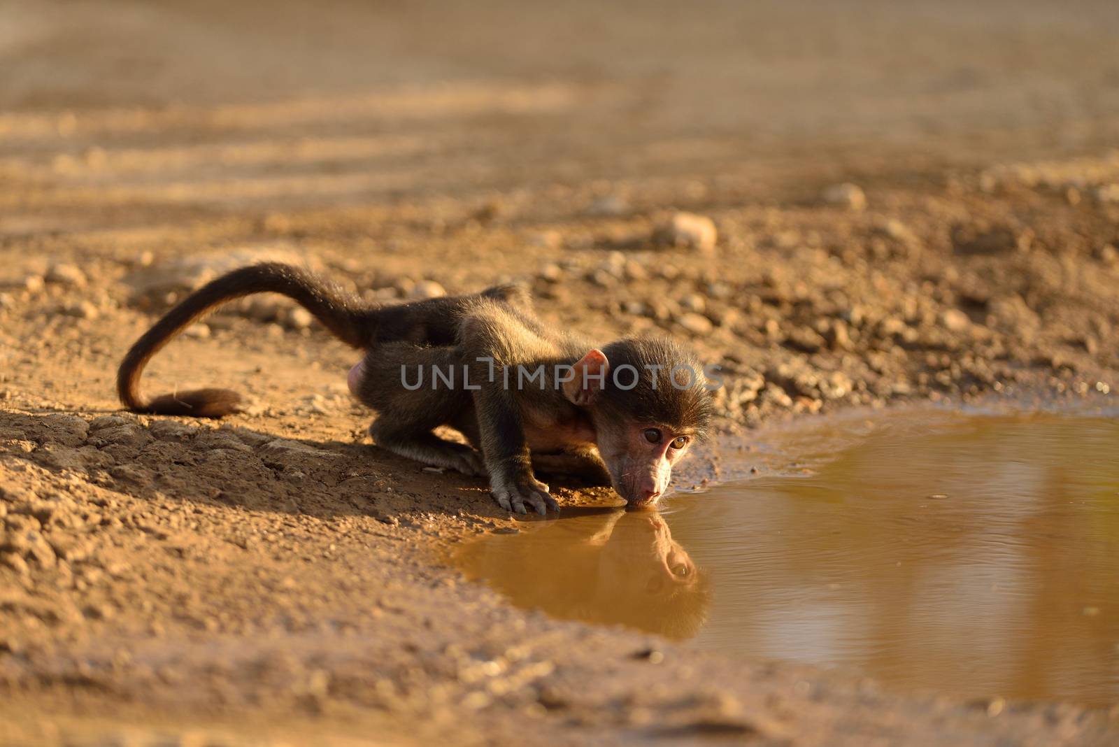 Baby baboon in the wilderness drinking water