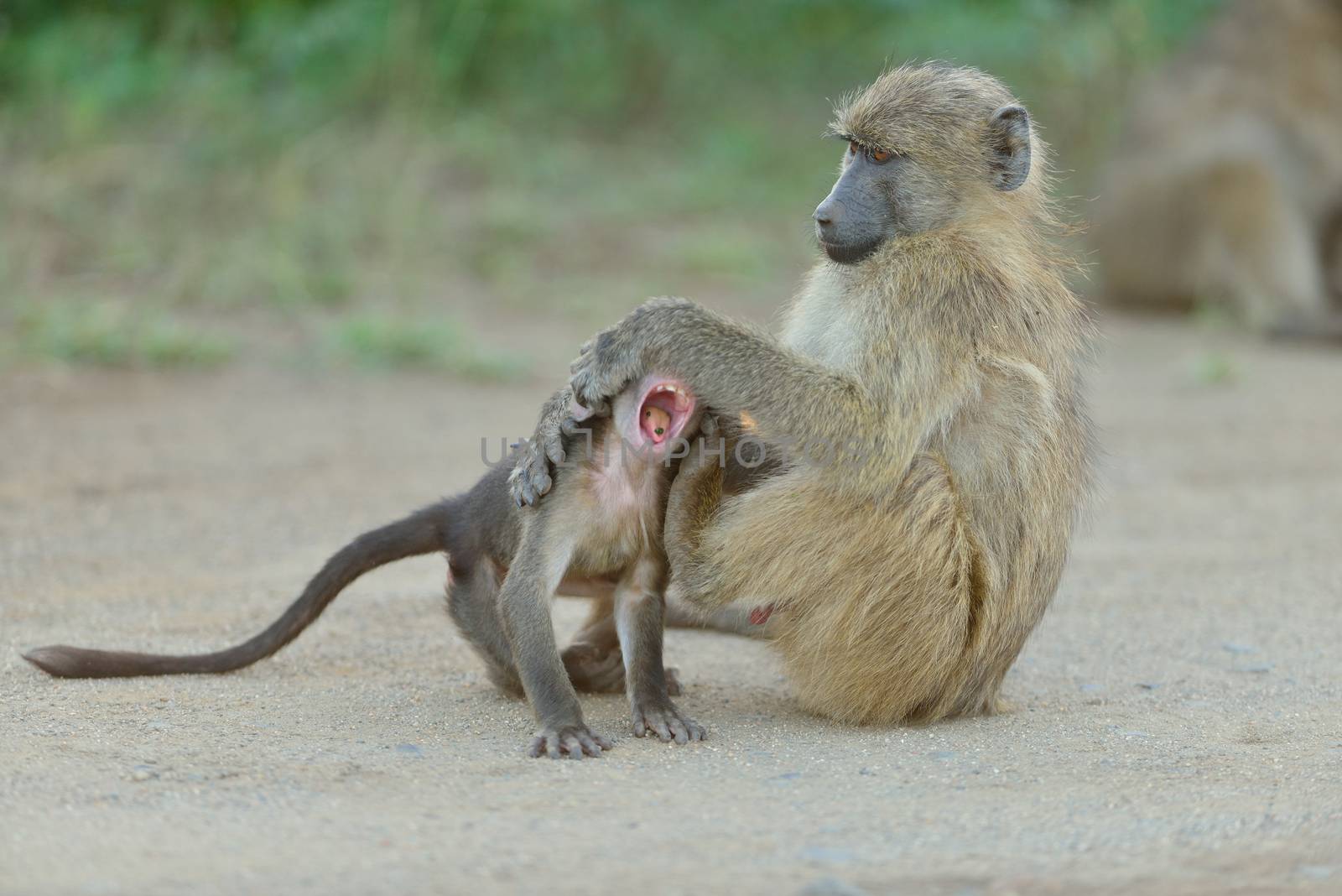 Baboon in the wilderness of Africa