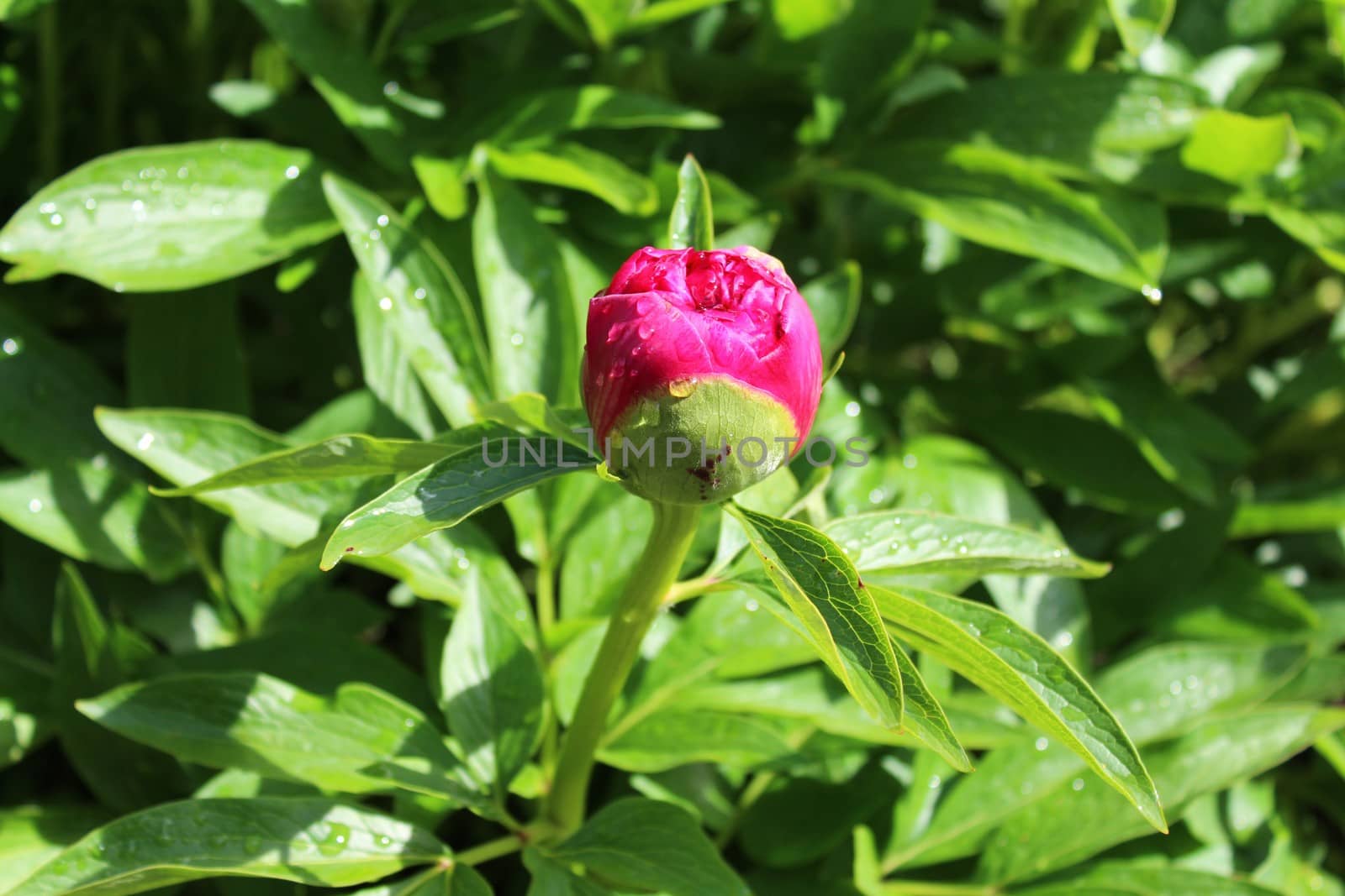 The picture shows a wet peony in the garden