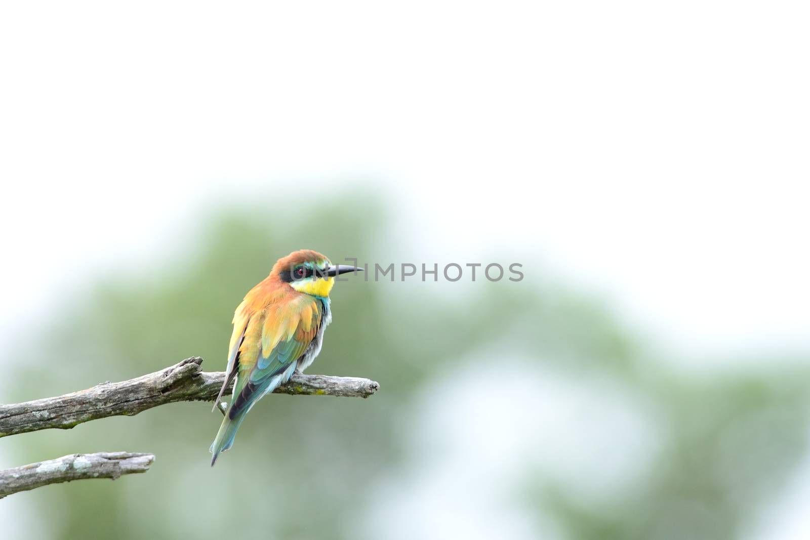 Bee eater bird in the wilderness