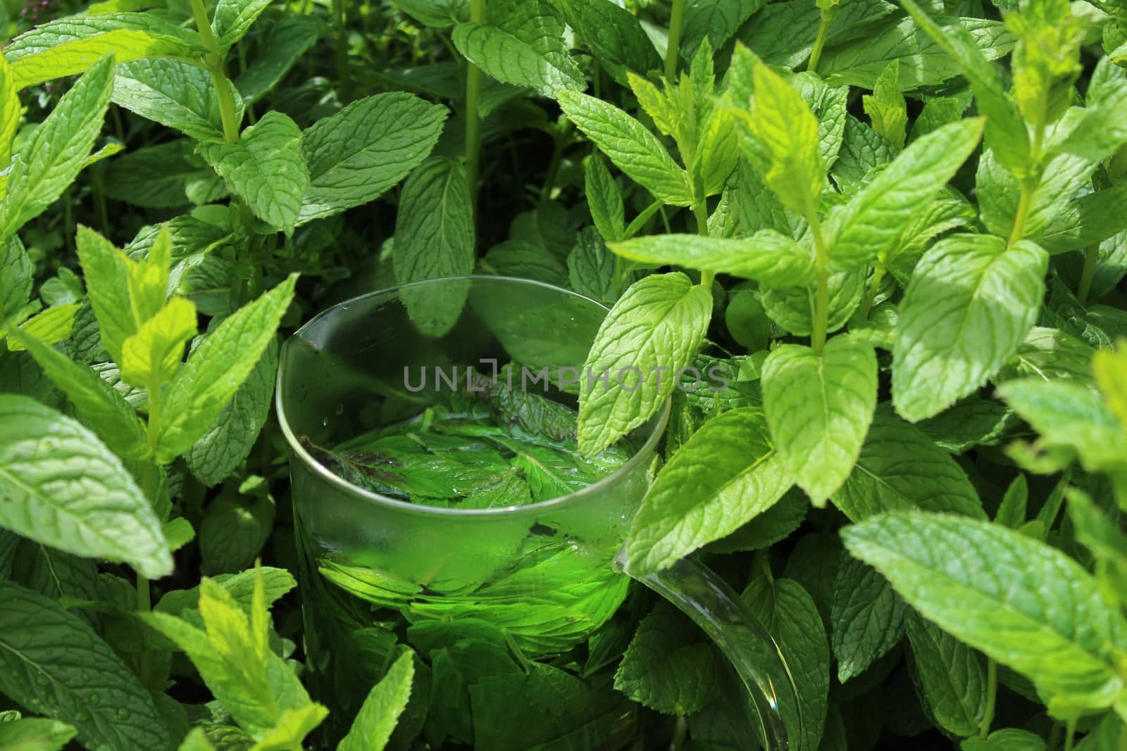 The picture shows a peppermint tea in the peppermint field