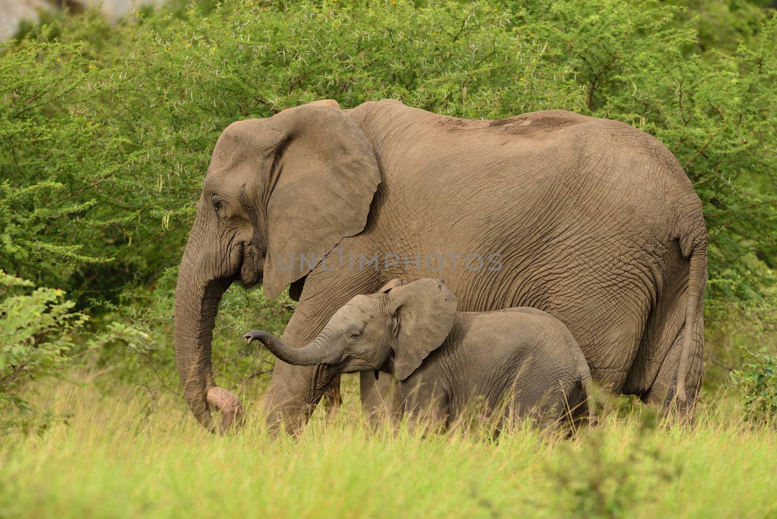 Elephant calf, baby elephant in the wilderness