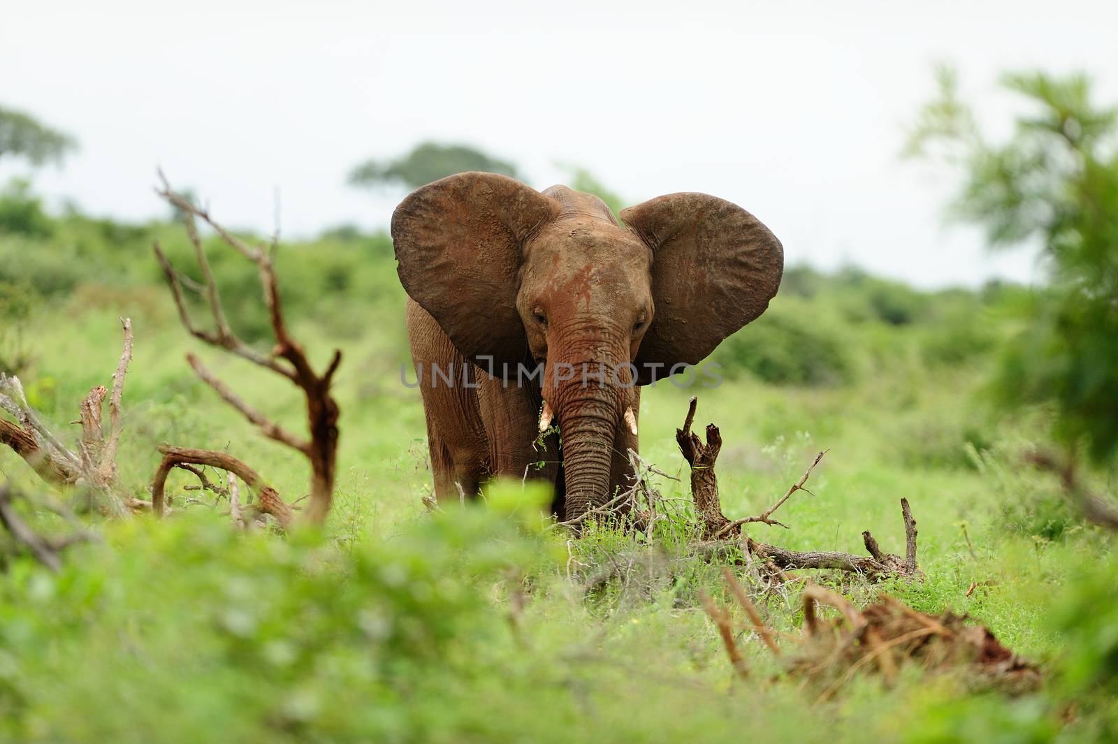 elephant in the wilderness of Africa