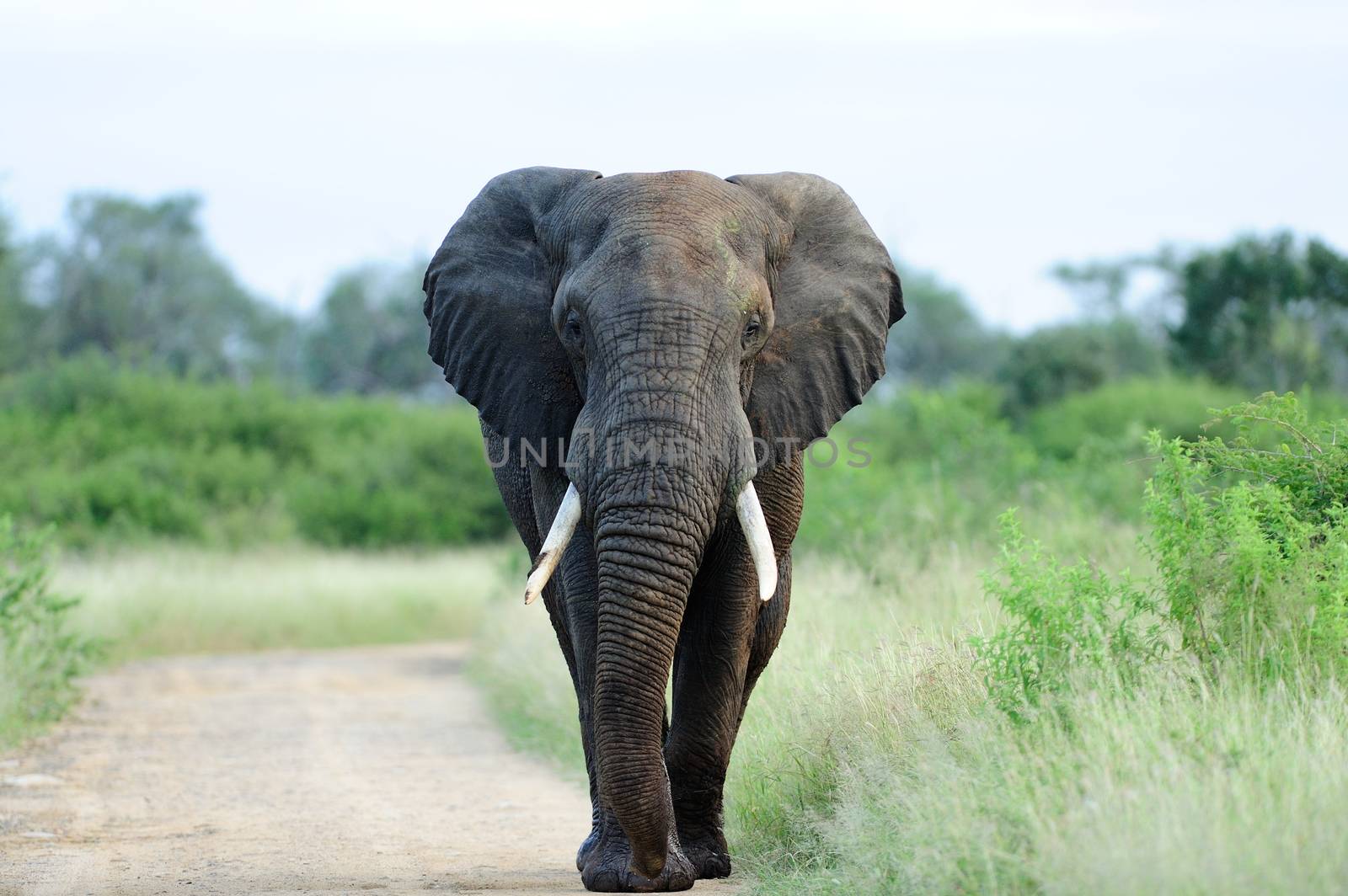 elephant in the wilderness of Africa