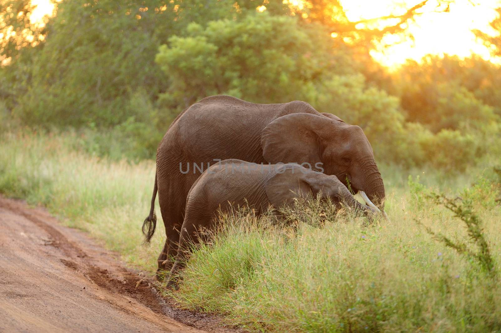 elephant in the wilderness of Africa