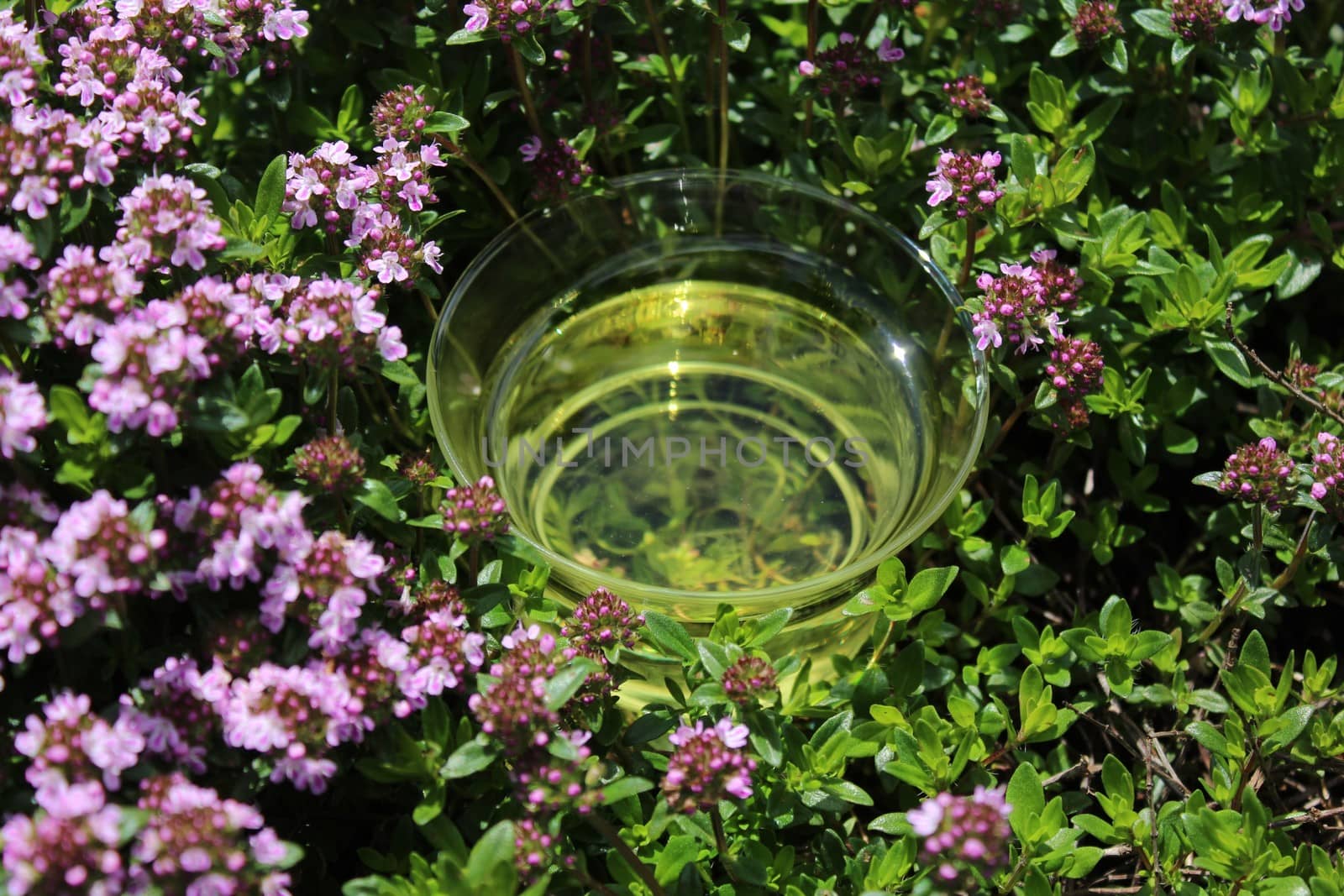 thyme tea and blossoming thyme by martina_unbehauen