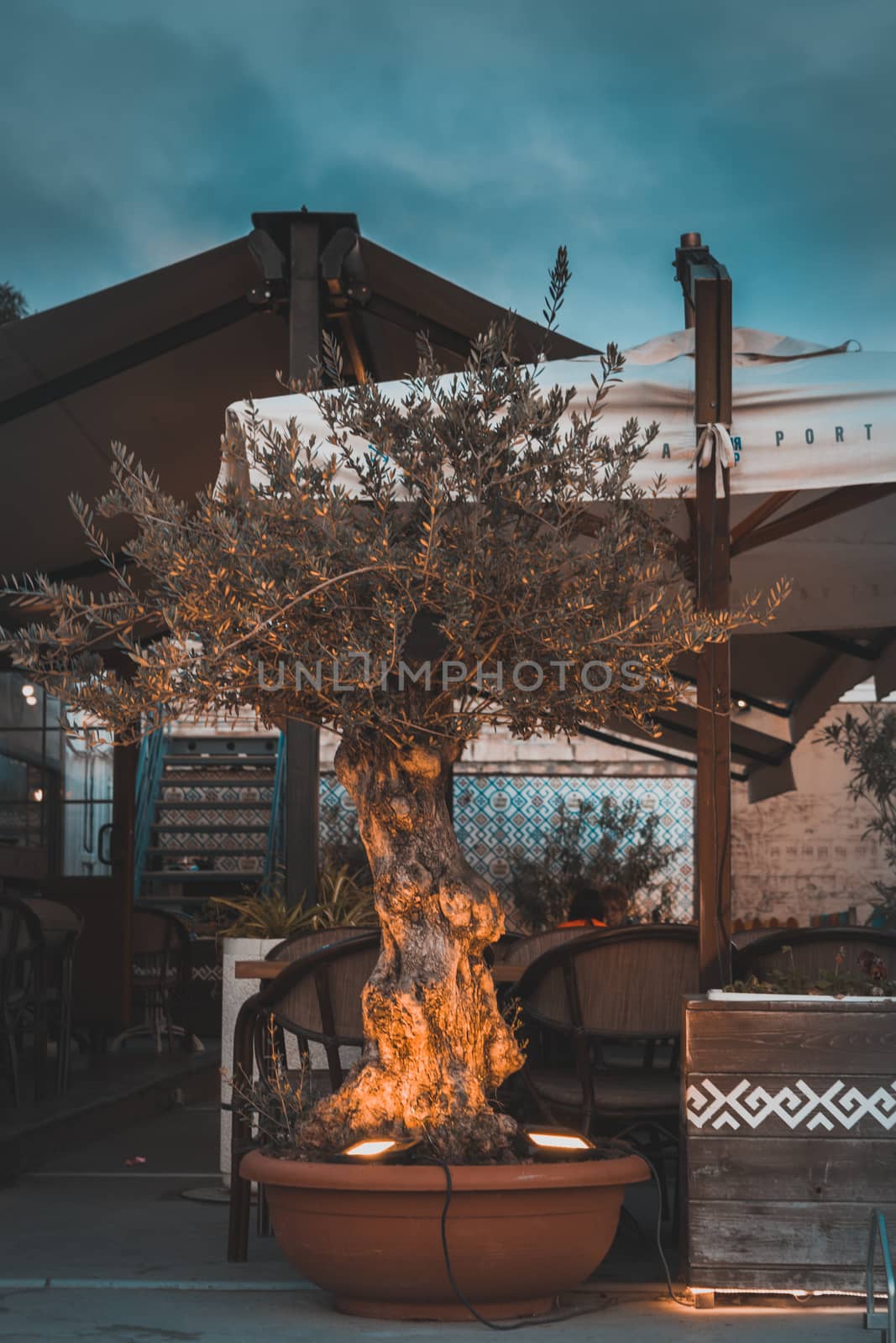 Beautifully lighted exotic tree in front of a restaurant with some clouds for background.
