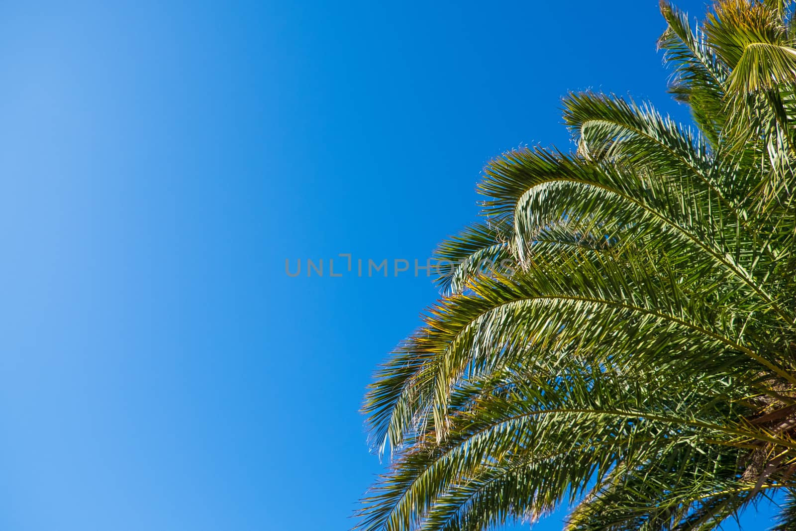 Date palm leaves in sunshine on clear cloudless blue sky background, copy space. Concept summertime, vacation, tropics, nature, exotic places, sales. For social media, travel agencies. Bottom view.