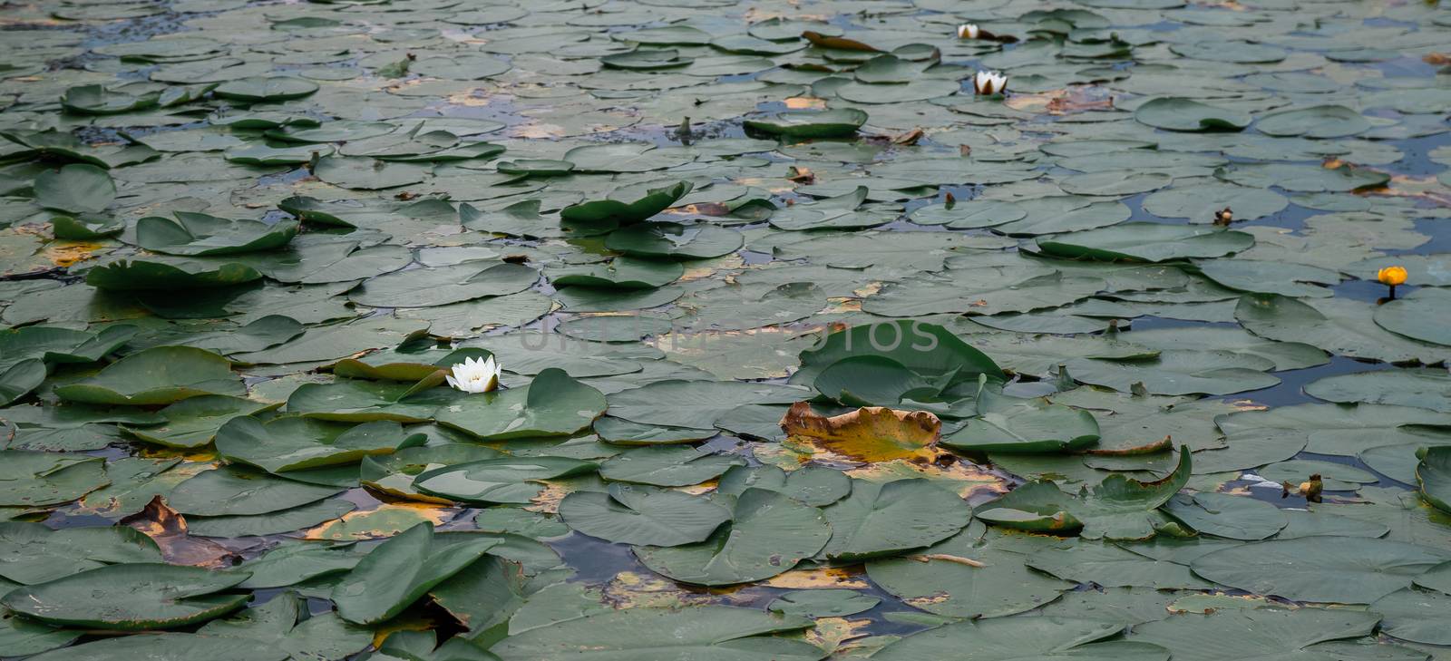 Lake pond with many green leaves of yellow and white water lilies by Tanacha