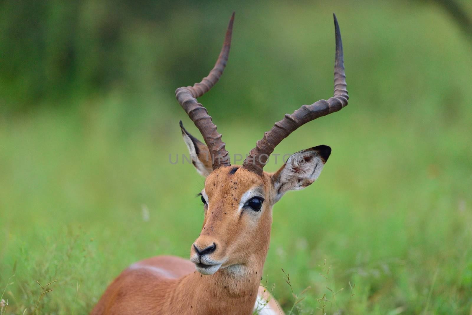 impala in the wilderness of Africa