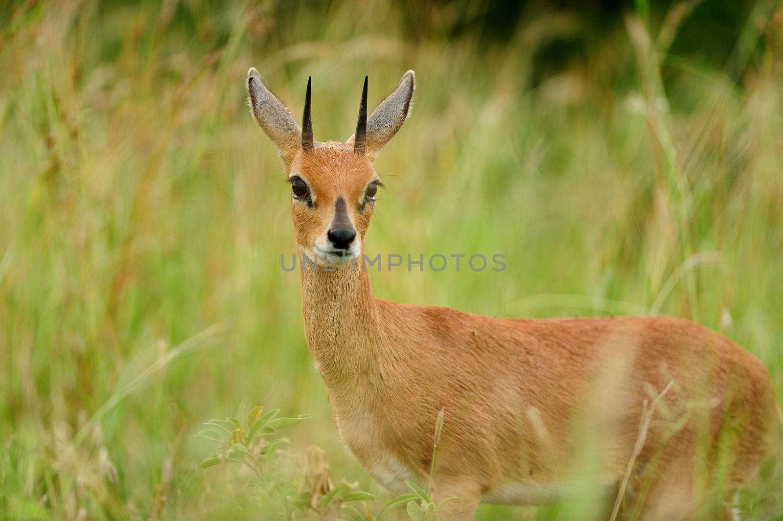 Steenbok in the wilderness of Africa