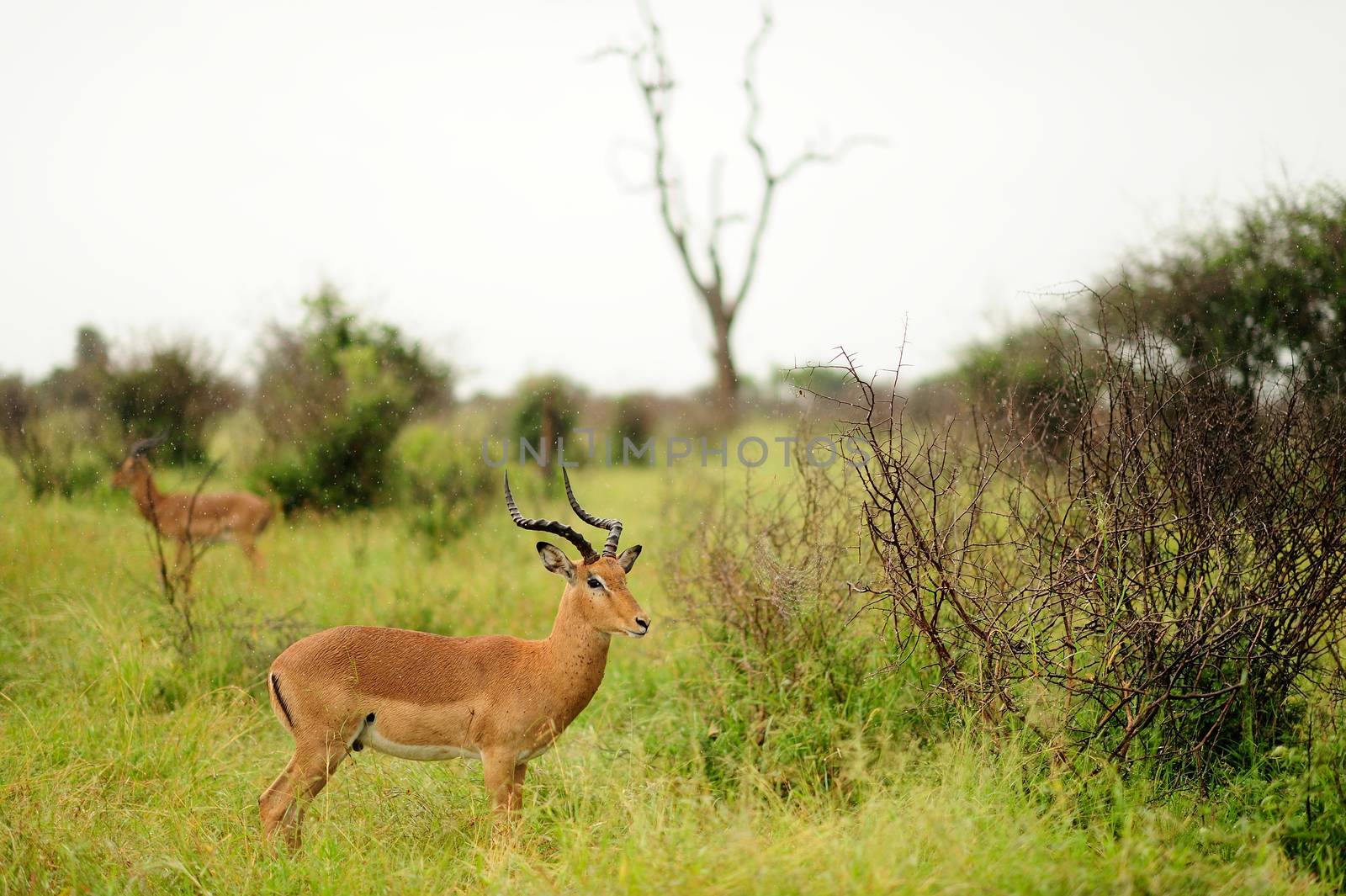 impala in the wilderness of Africa