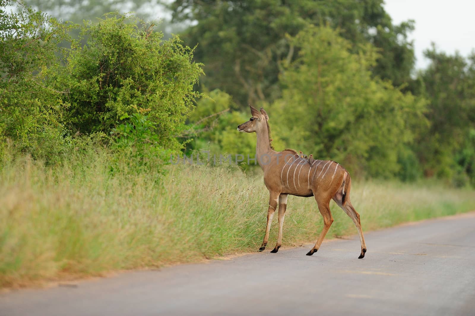 Kudu antelope in the wilderness of Africa