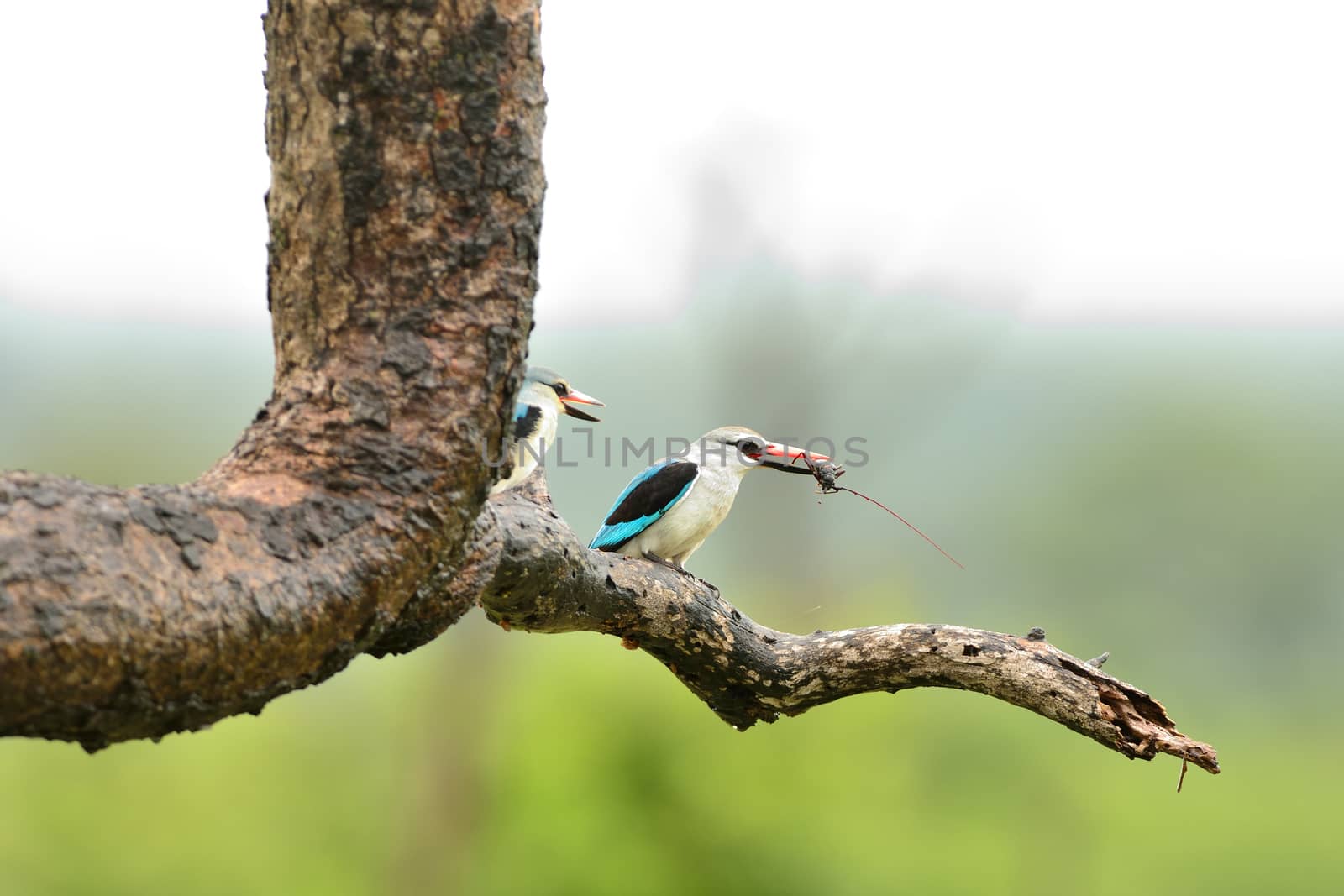 Forest kingfisher in the wilderness of Africa