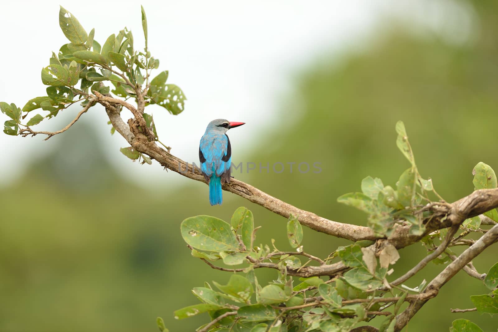 Forest kingfisher in the wilderness by ozkanzozmen