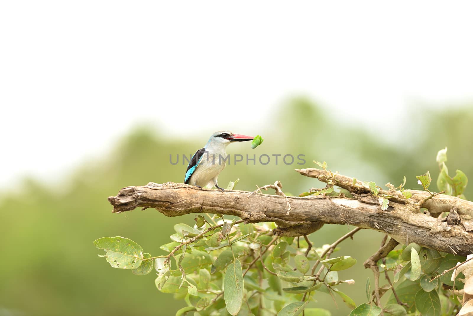 Forest kingfisher in the wilderness by ozkanzozmen