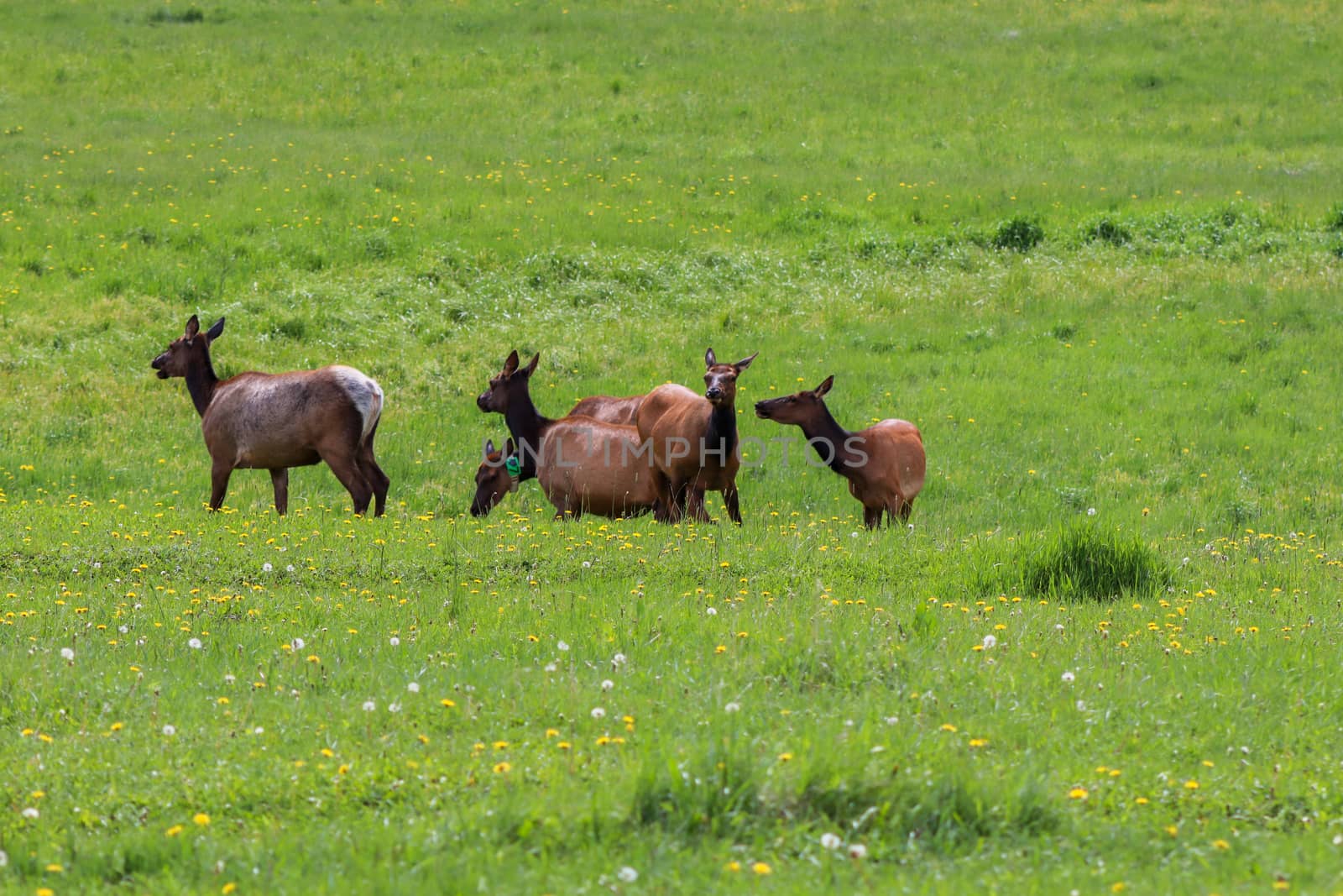 A group of elk standing on top of a lush green field by gena_wells