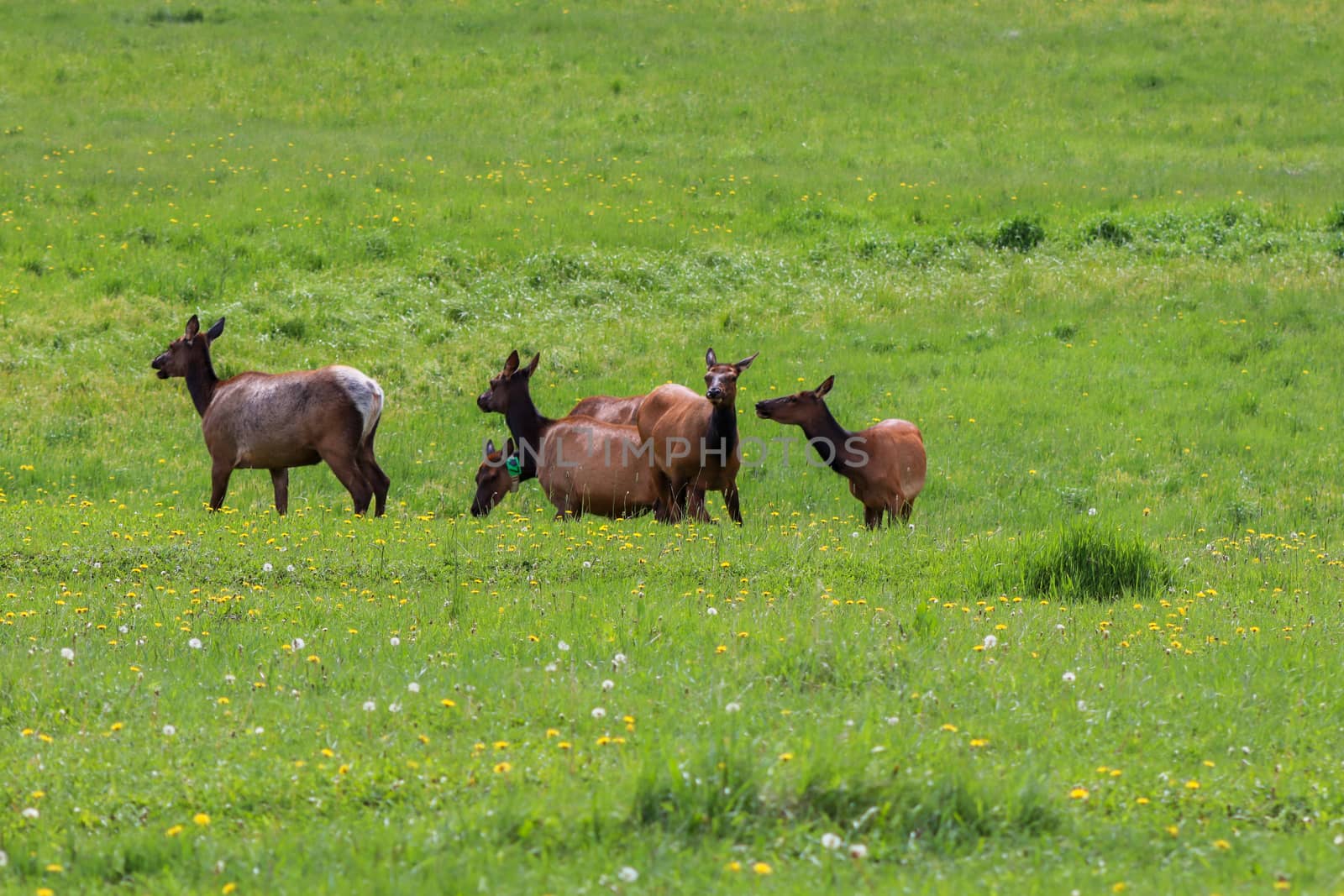 A group of elk standing on top of a lush green field. High quality photo