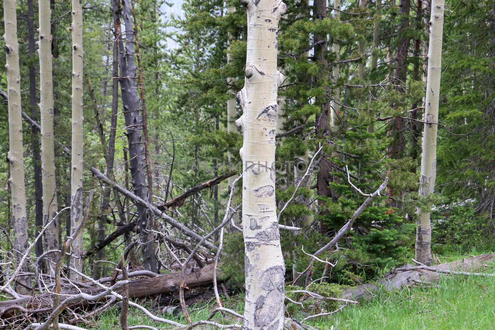 Colorado Aspen tree in a forest in the summer time  by gena_wells