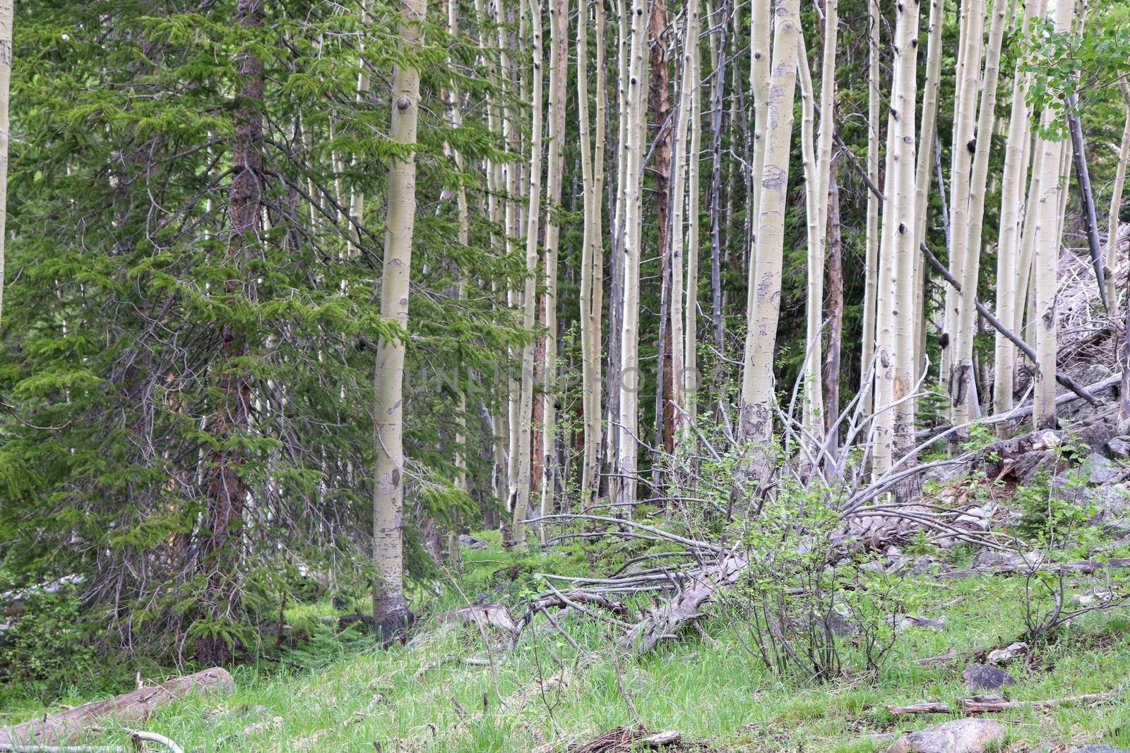 A forest of Aspens in summer Colorado  by gena_wells