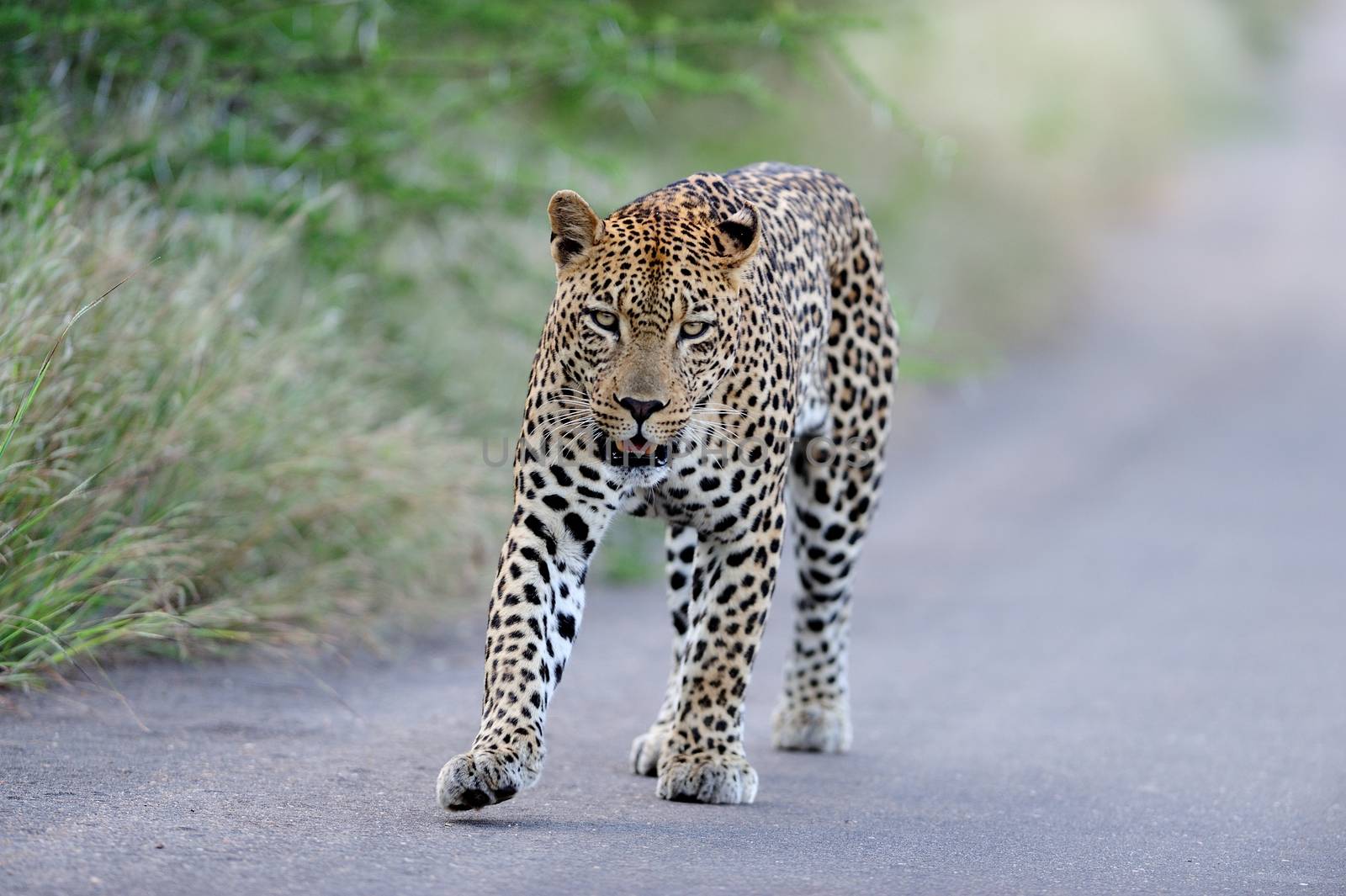 Leopard in the wilderness by ozkanzozmen