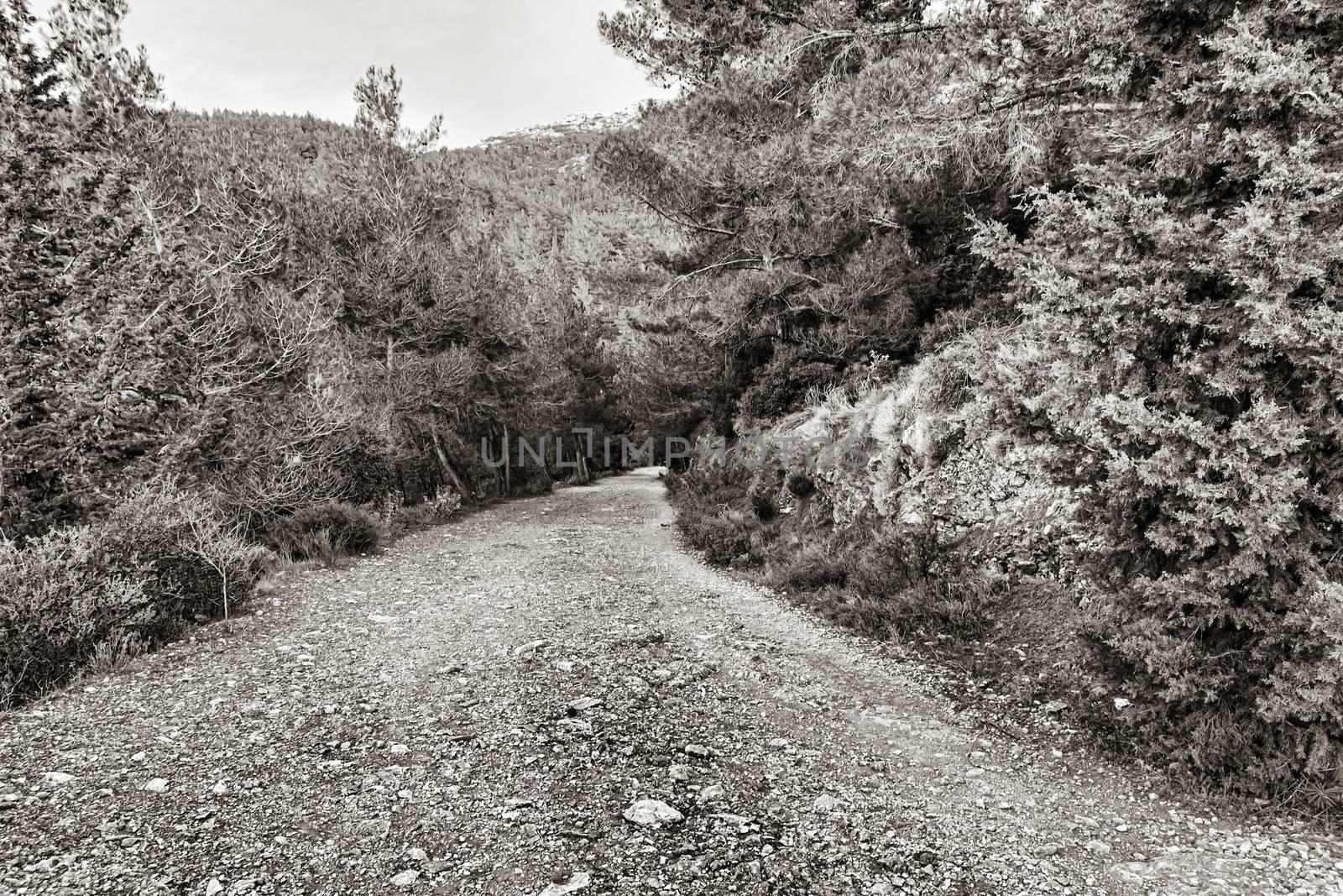 Hymettus mountain country road in the trees by ankarb