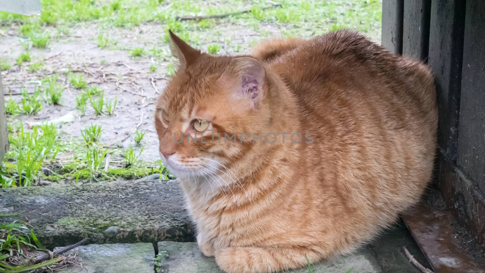 The cute tabby cat sitting on ground in garden.
