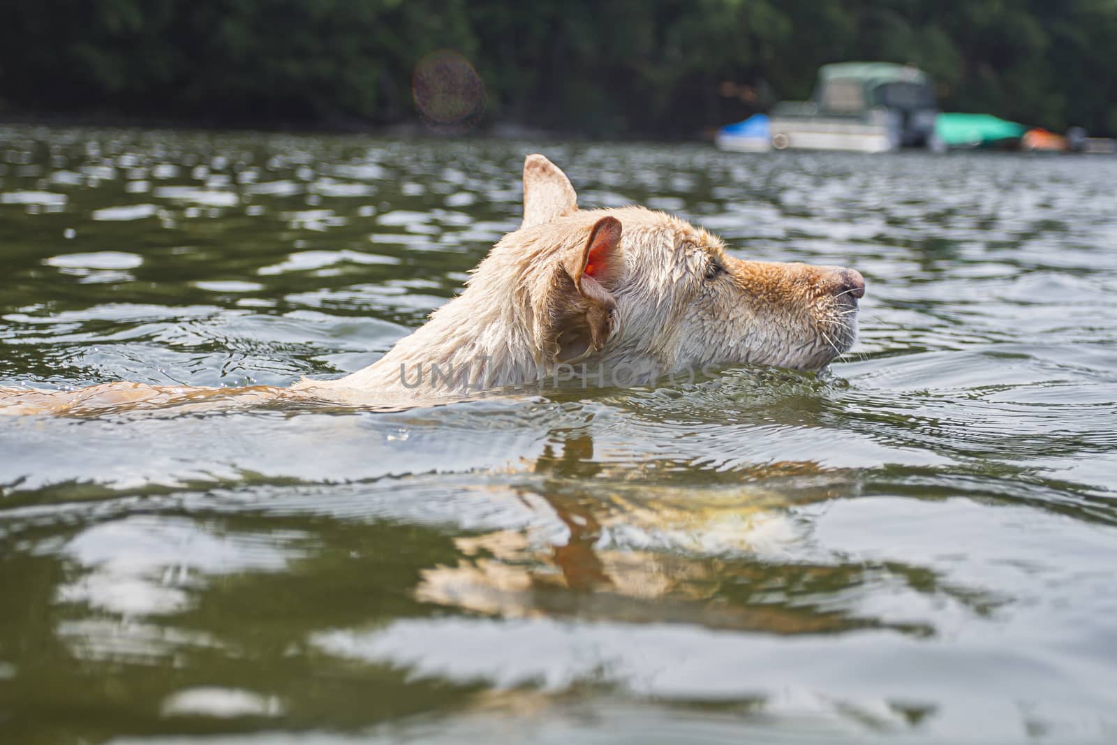 golden hiar dog swimming in a lake, with just it’s head above the water