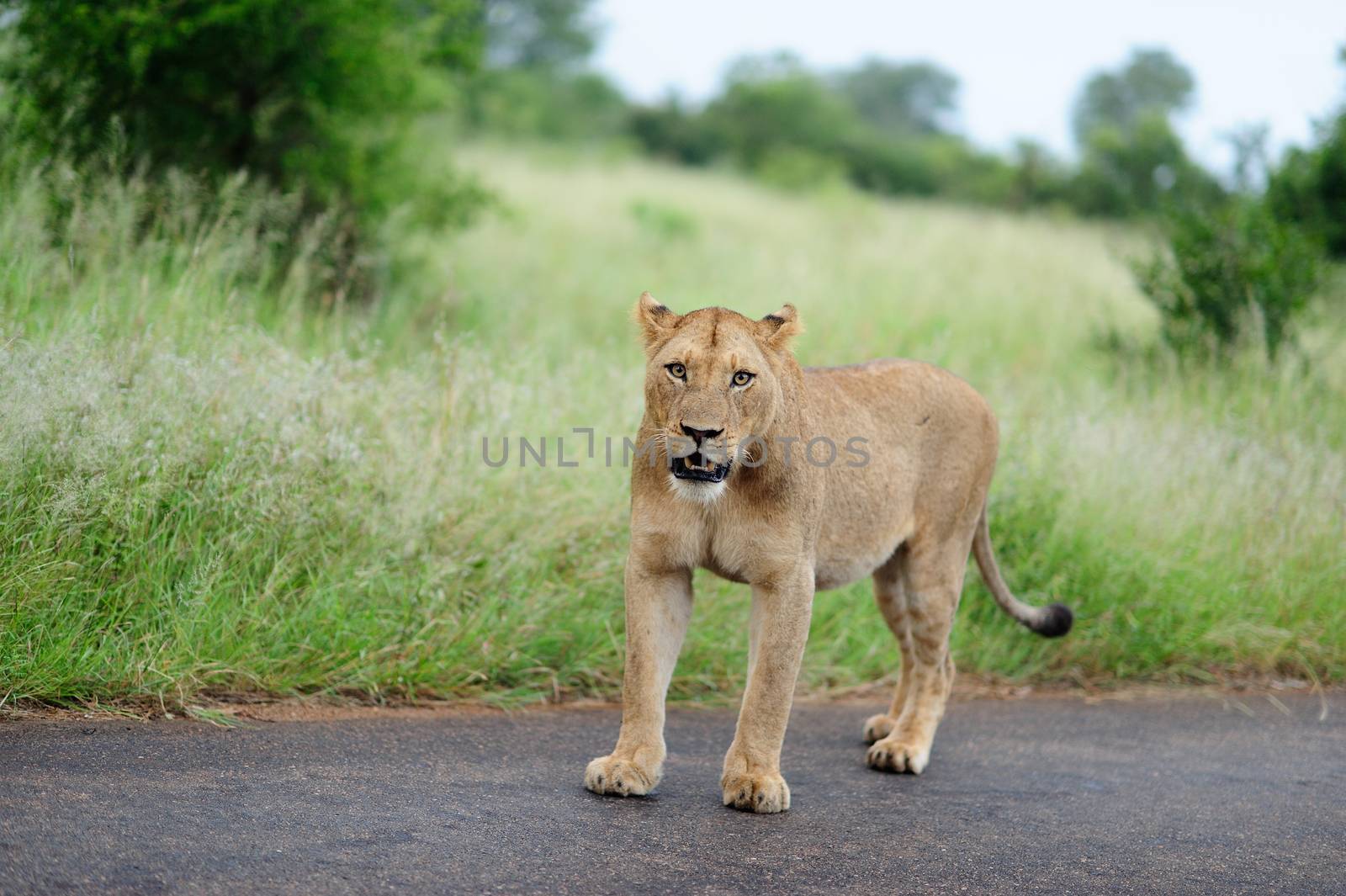 Lioness in the wilderness of Africa by ozkanzozmen