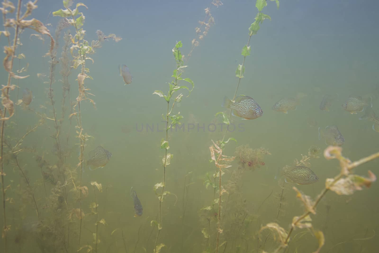 School of sunfish by mypstudio