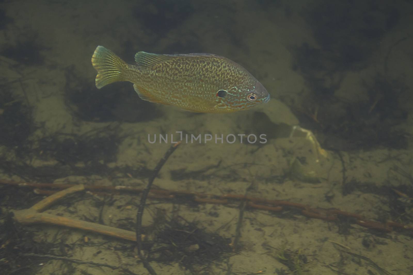 Lepomis gibbosus swimming in brown murky water