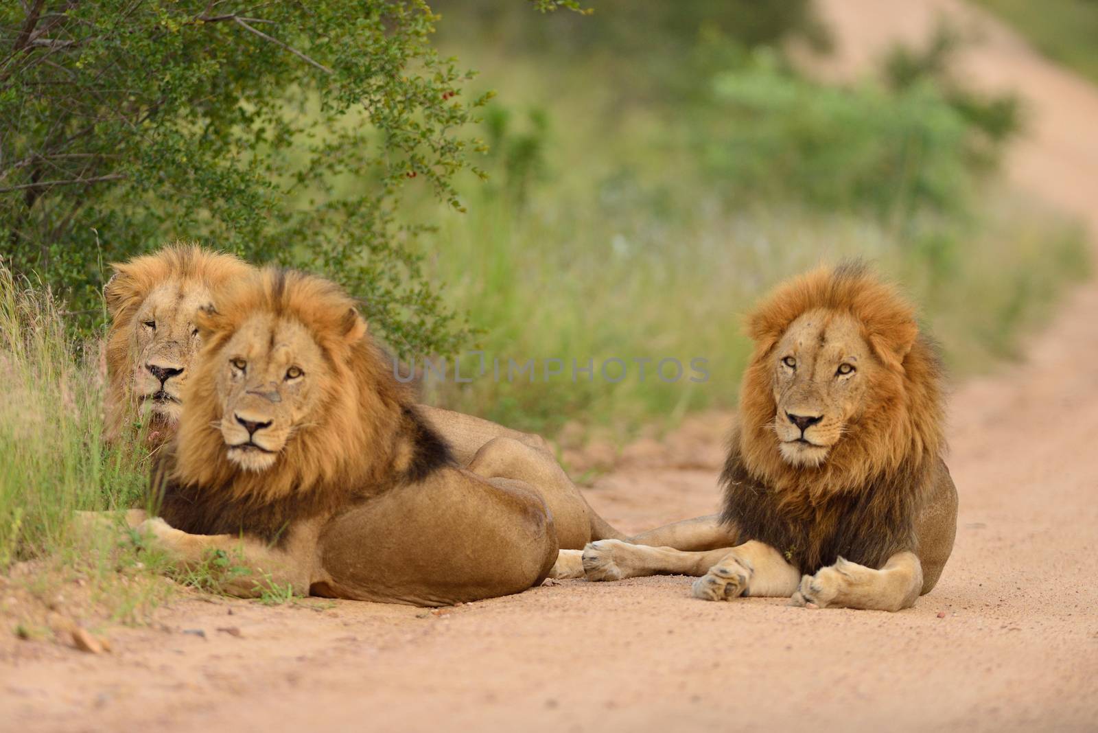 Male lions in the wilderness of Africa by ozkanzozmen