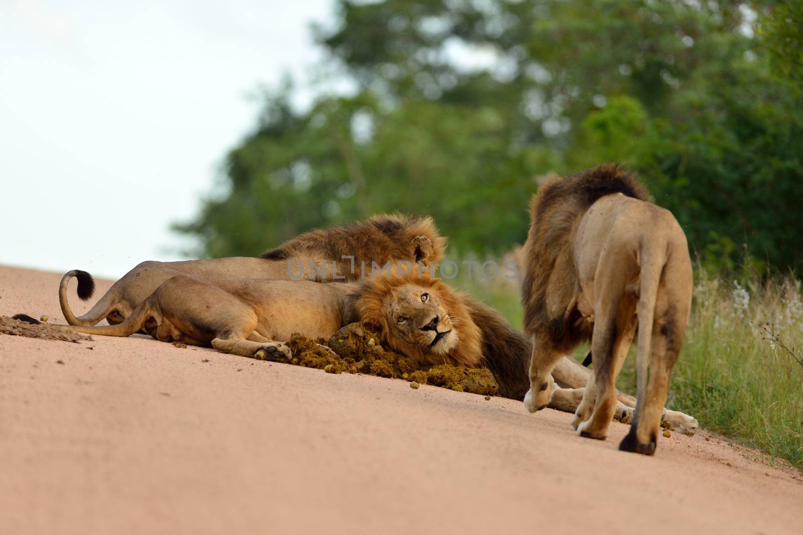 Male lions in the wilderness of Africa by ozkanzozmen