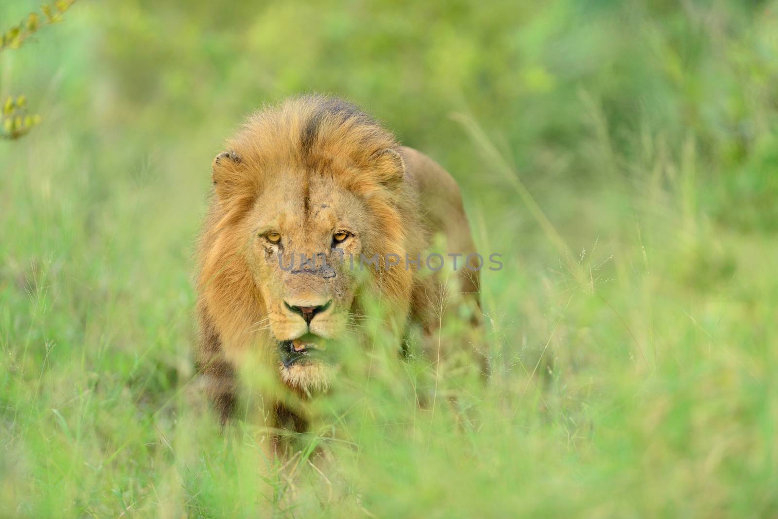 Male lion in the wilderness by ozkanzozmen