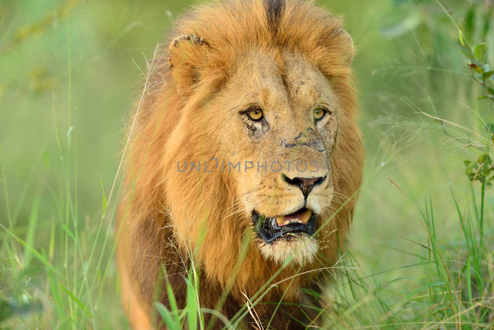 Male lion in the wilderness by ozkanzozmen