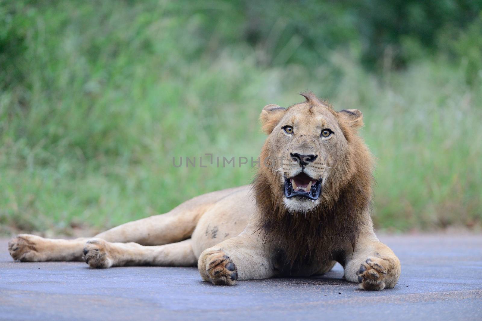 Male lion in the wilderness by ozkanzozmen