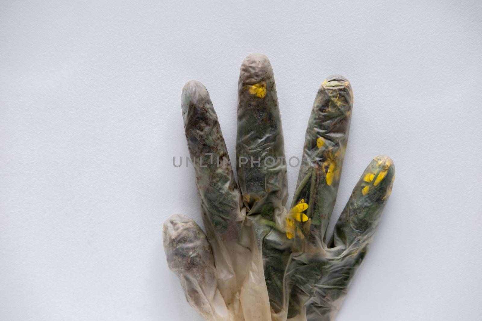 Blades of grass and yellow flowers inside a medical glove as a s by mikelju