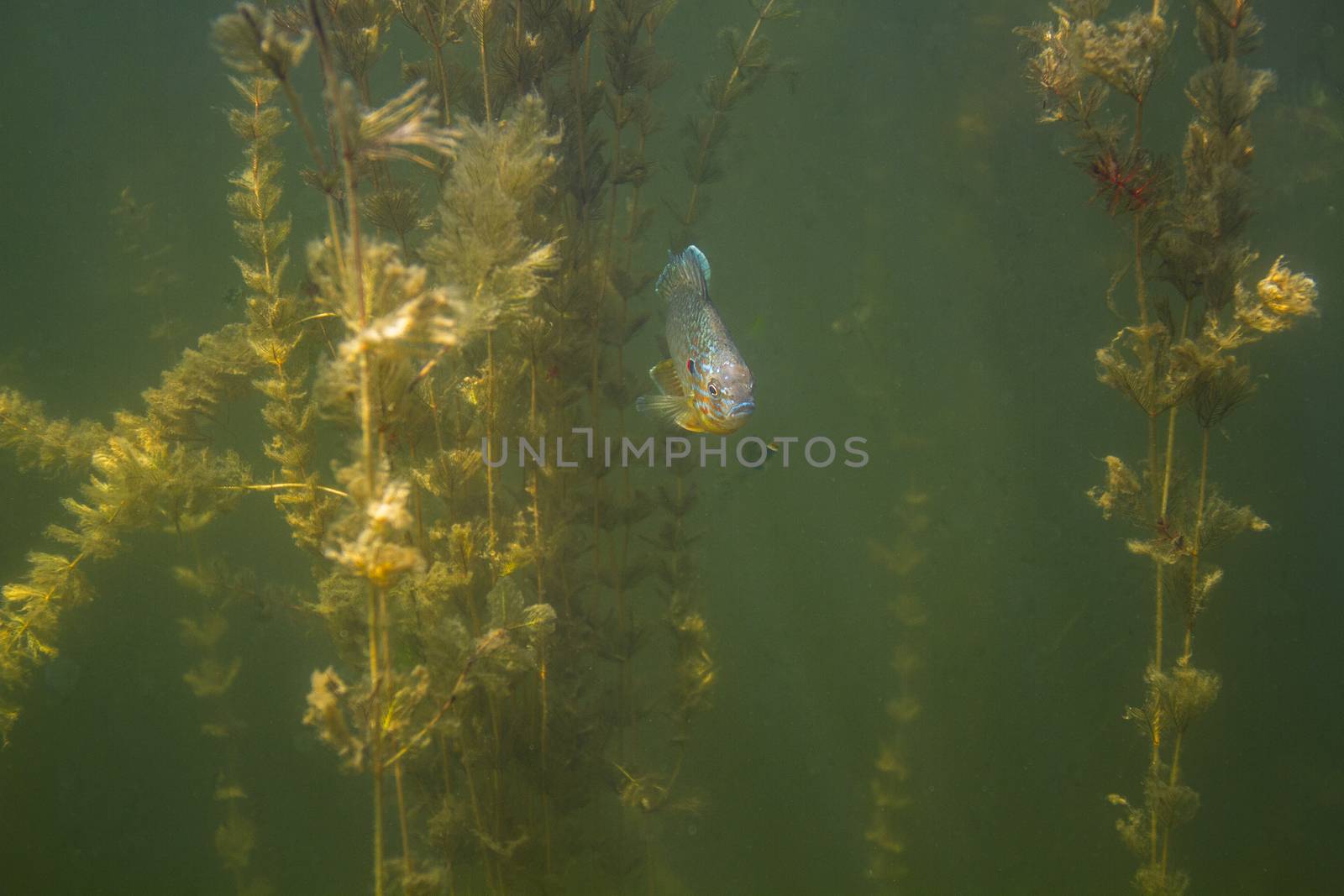 Lepomis gibbosus hidding in a outcrop of Myriophyllum spicatum