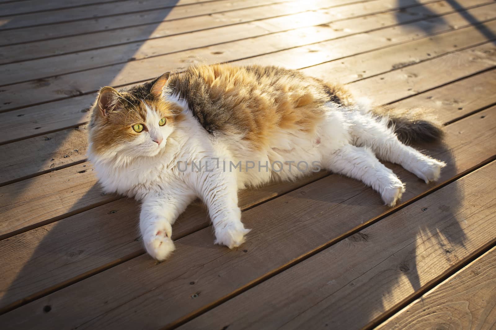 Calico cat sunbathing on a patio deck at sunset