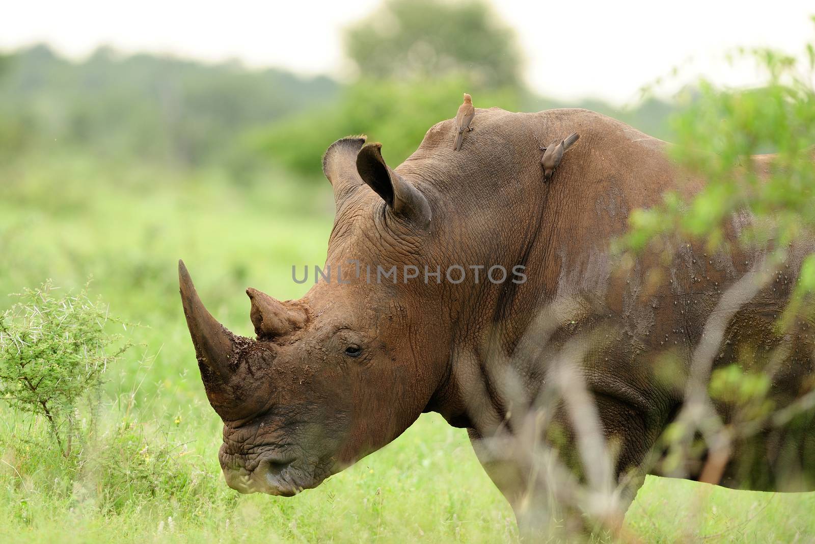 White rhino in the wilderness of Africa