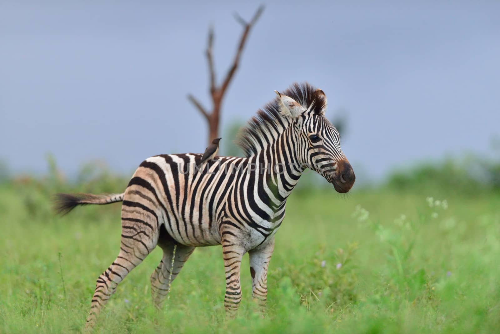 Zebra foal in the wilderness of Africa