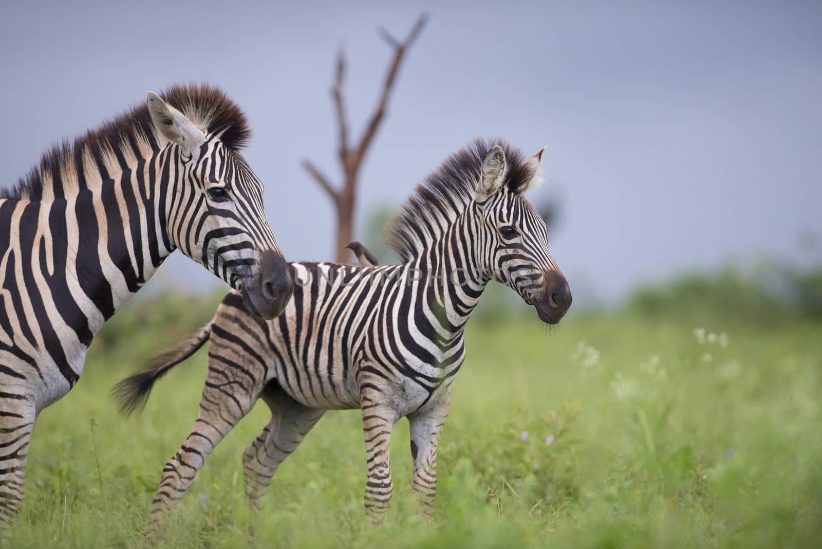 Zebra foal in the wilderness by ozkanzozmen