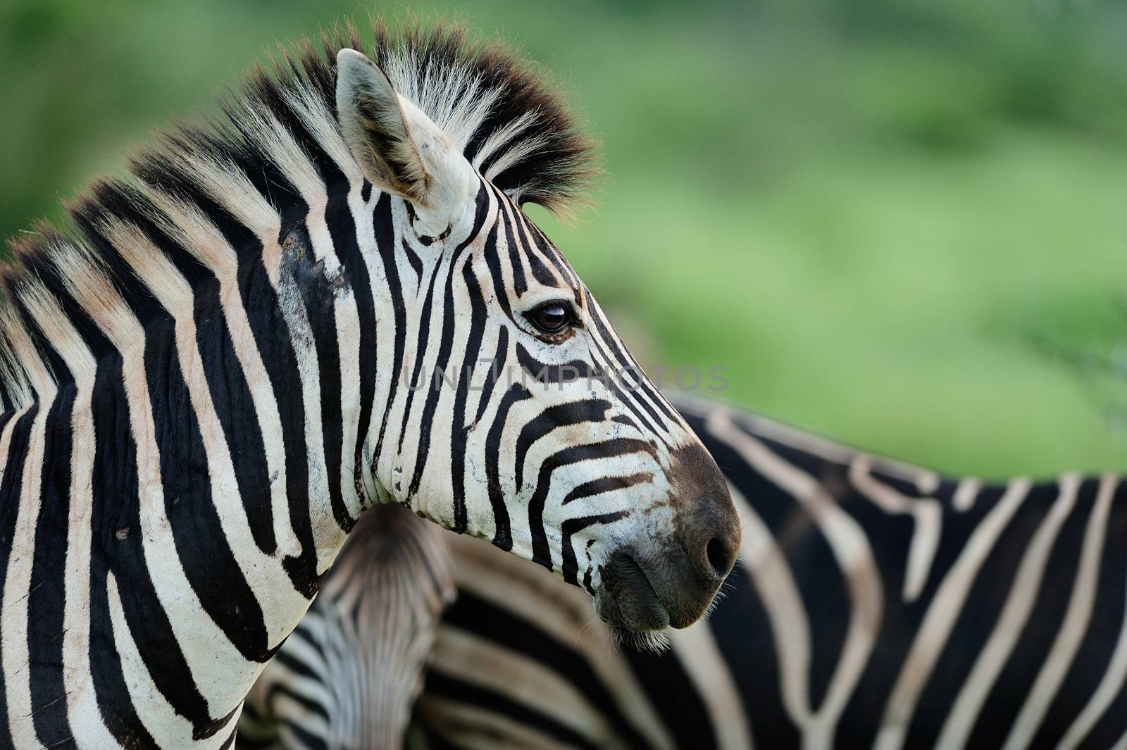 Zebra in the wilderness of Africa