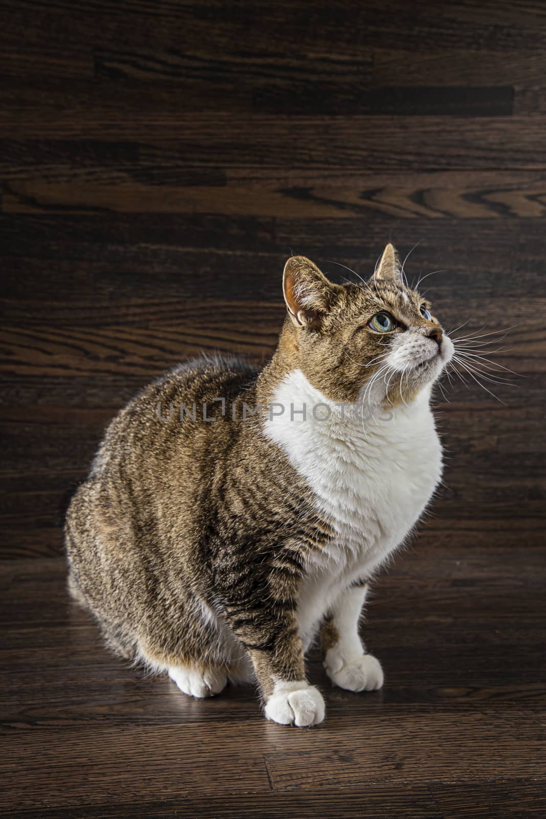 Tabby cat, about to jump, against a dark wood background