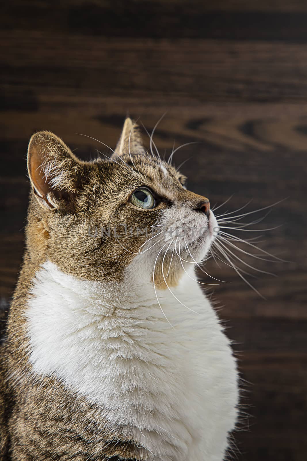 profile portait of a tabby cat against a dark wood background