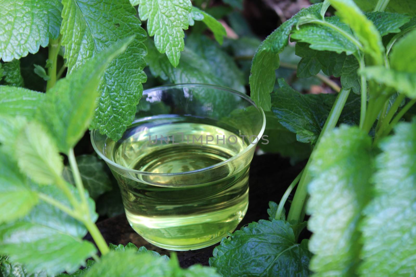 The picture shows lemon balm and lemon balm tea