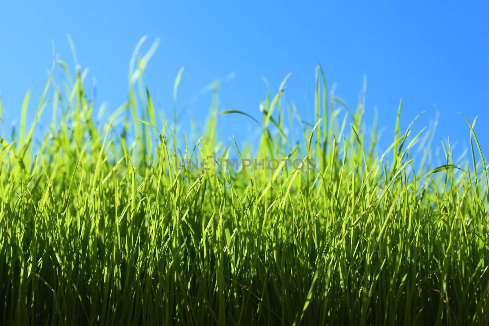 grass in front of the green cloudless sky by martina_unbehauen