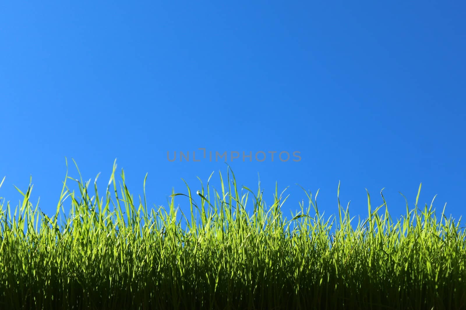 The picture shows grass in front of the green cloudless sky